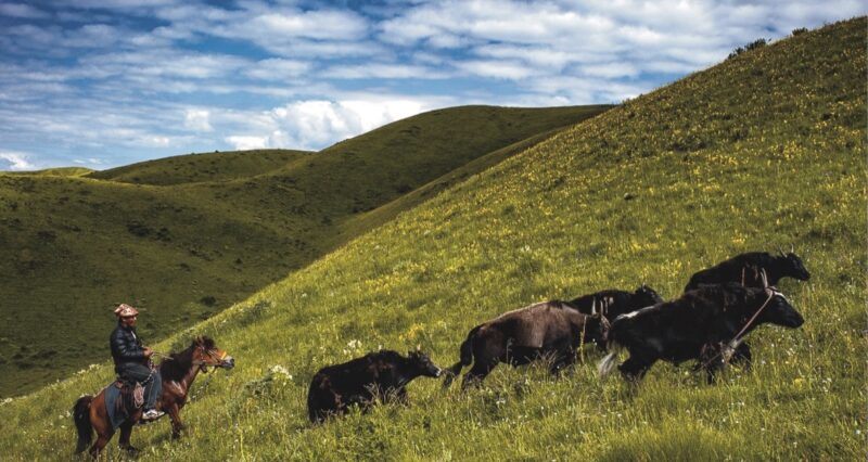 Report spotlights Tibetans persecuted for defending vital, vulnerable environment