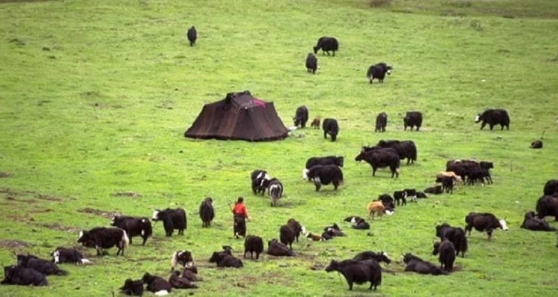 Growing anti-slaughter movement against Chinese commercial slaughterhouses in Tibet